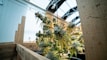 A cannabis plant is growing within a greenhouse environment, surrounded by wooden beams. The plant is densely packed with green and yellowish leaves and frosty buds, illuminated by natural light filtering through the greenhouse roof.
