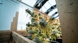 A cannabis plant is growing within a greenhouse environment, surrounded by wooden beams. The plant is densely packed with green and yellowish leaves and frosty buds, illuminated by natural light filtering through the greenhouse roof.
