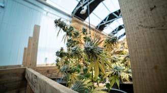A cannabis plant is growing within a greenhouse environment, surrounded by wooden beams. The plant is densely packed with green and yellowish leaves and frosty buds, illuminated by natural light filtering through the greenhouse roof.