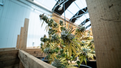 A cannabis plant is growing within a greenhouse environment, surrounded by wooden beams. The plant is densely packed with green and yellowish leaves and frosty buds, illuminated by natural light filtering through the greenhouse roof.