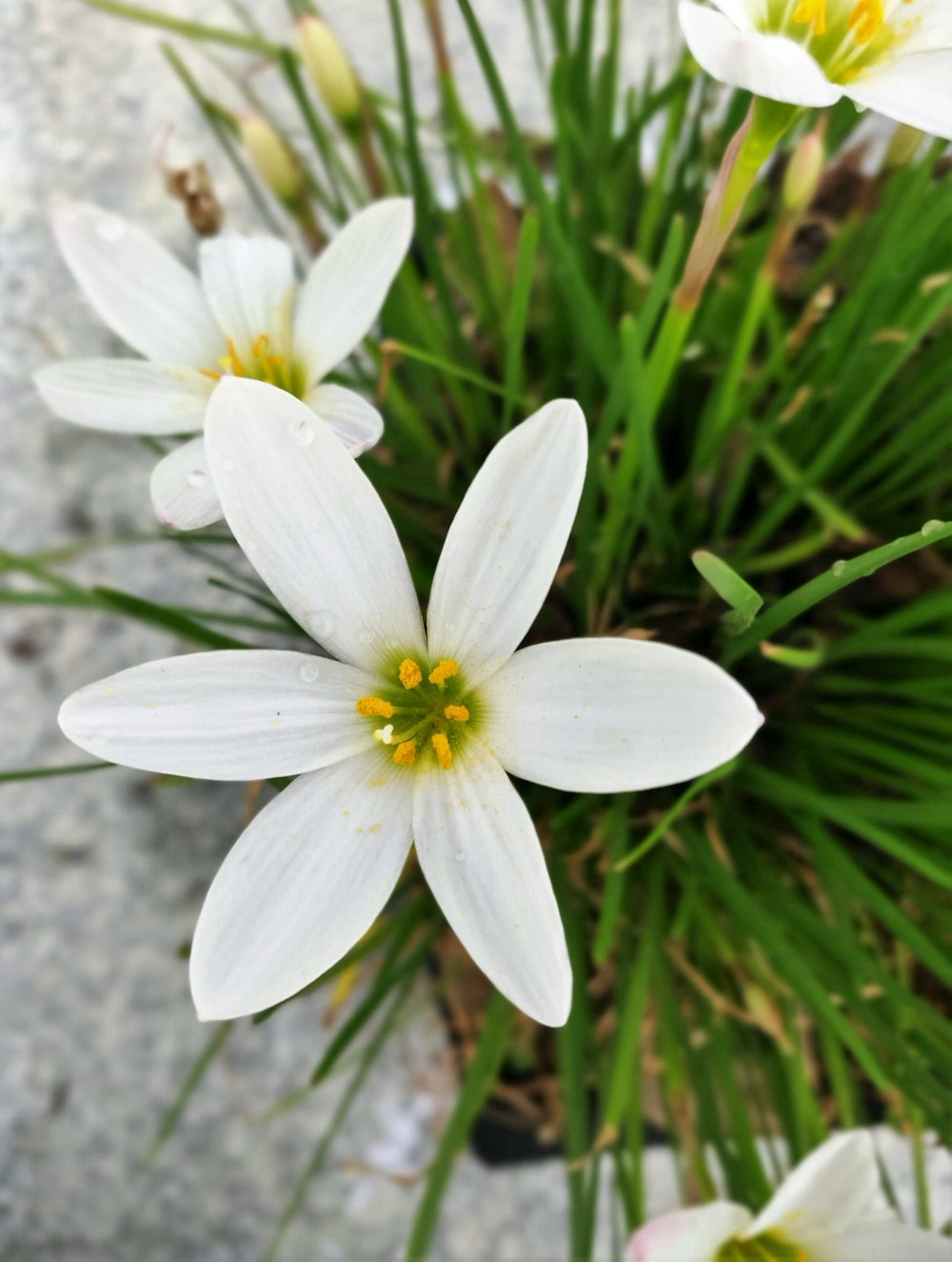 a group of white flowers