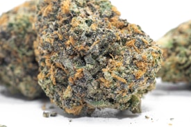 A close-up view of a cannabis bud with dense clusters of orange pistils intertwined with a range of green hues. The surface is frosty with trichomes, giving it a slightly glistening appearance.