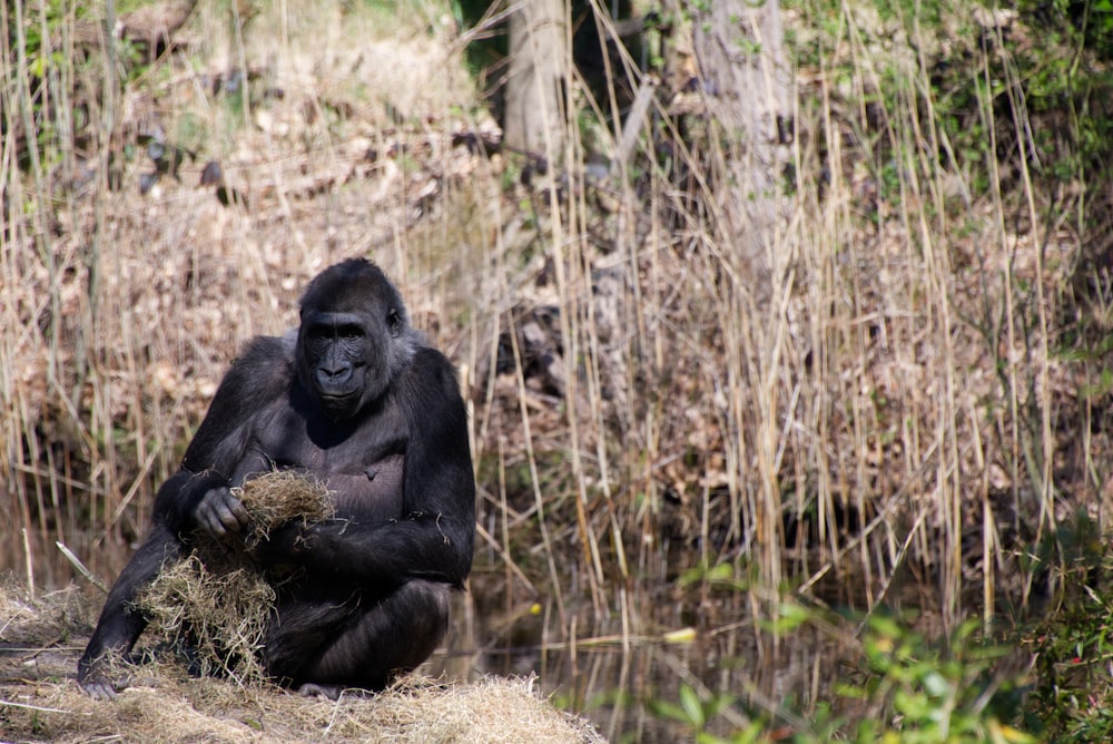 a gorilla sitting in the grass