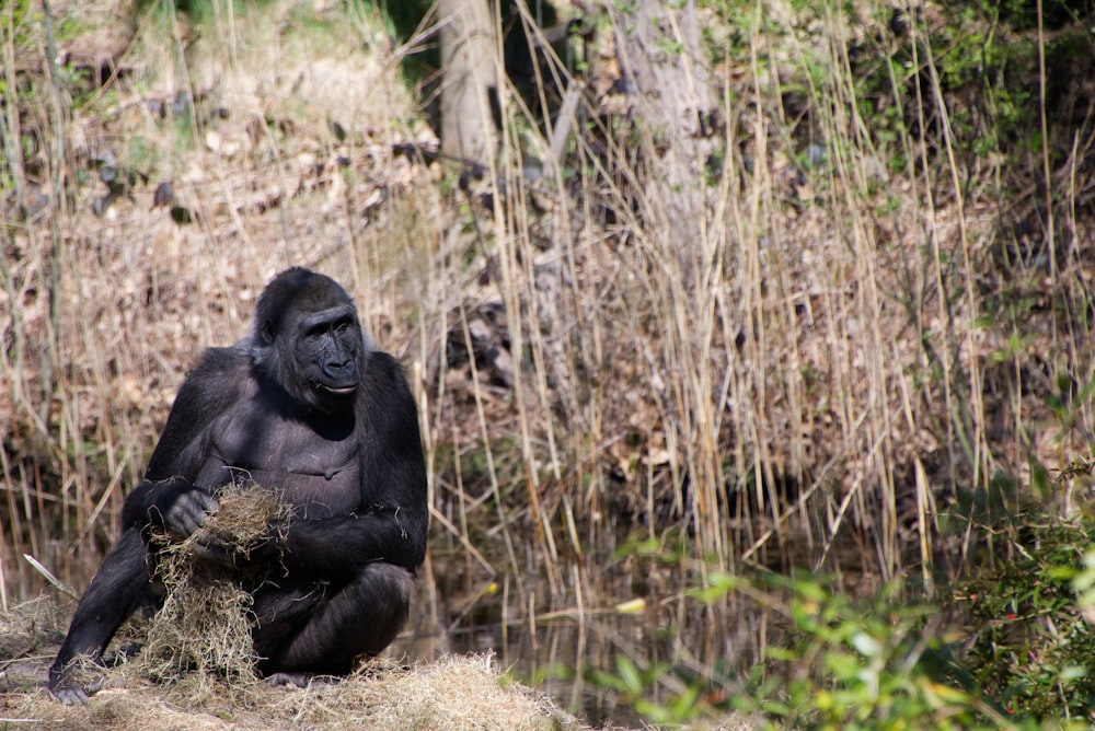 a monkey sitting in the grass