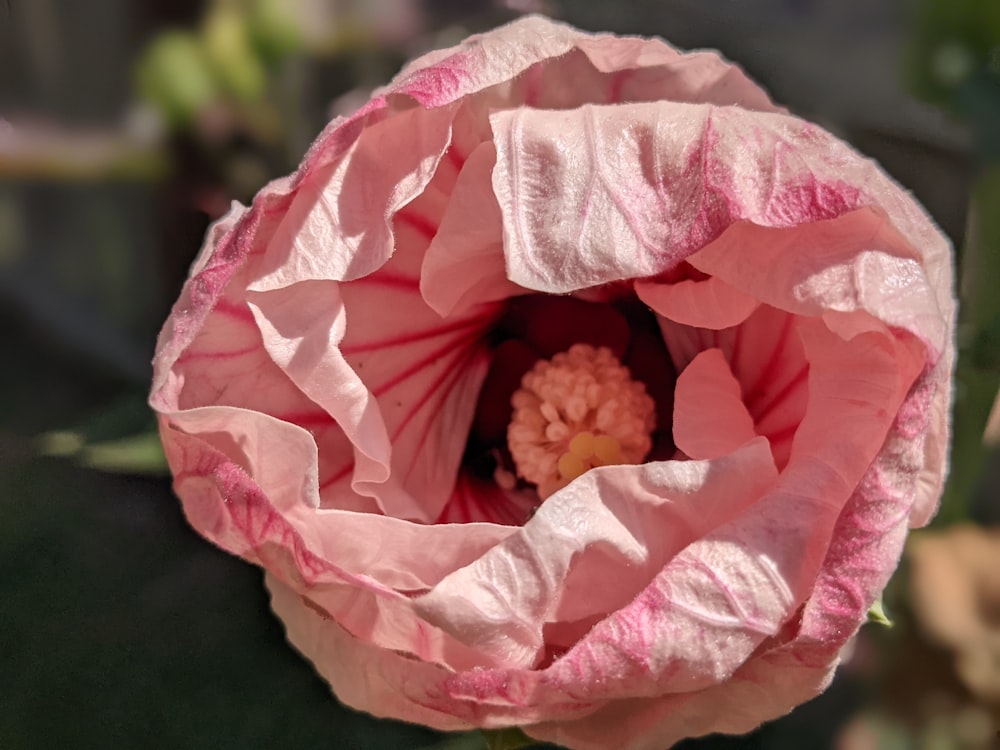 a pink rose with a yellow center