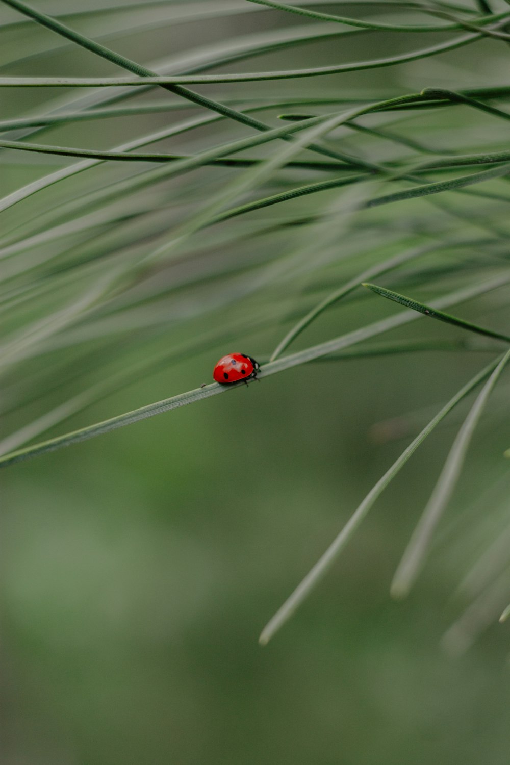 Ein Marienkäfer auf einem Blatt
