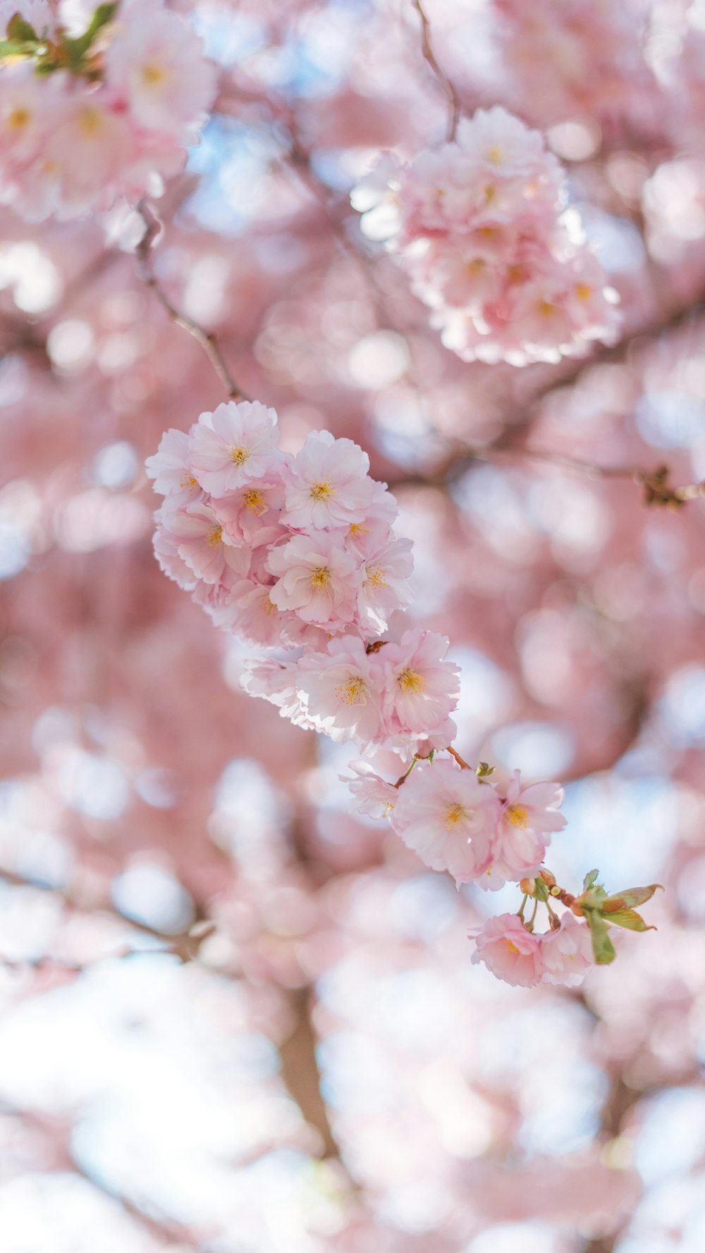 a group of pink flowers