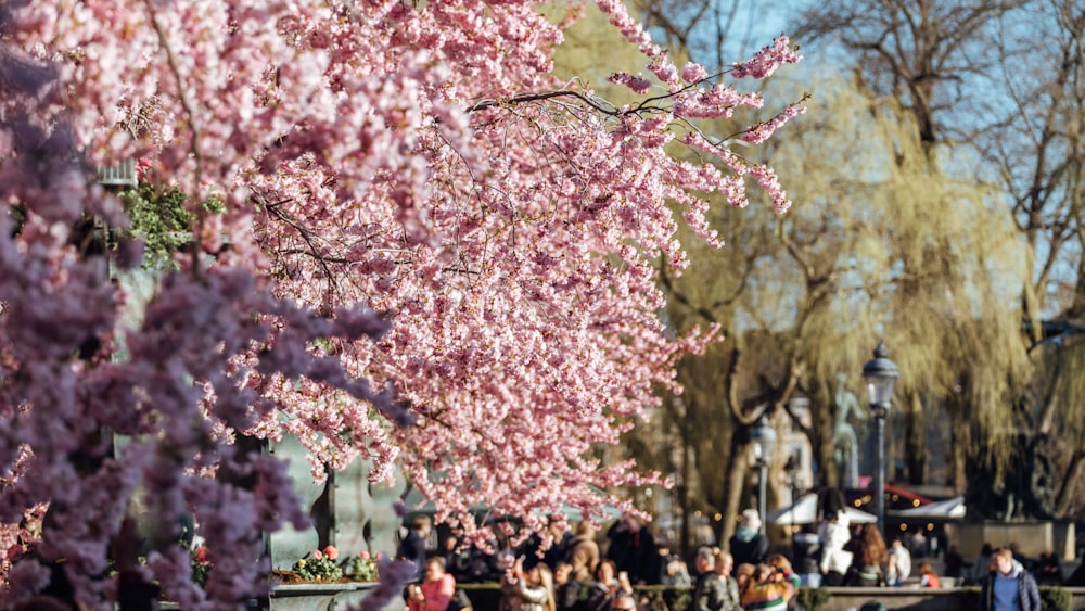 a group of people walking under cherry blossoms