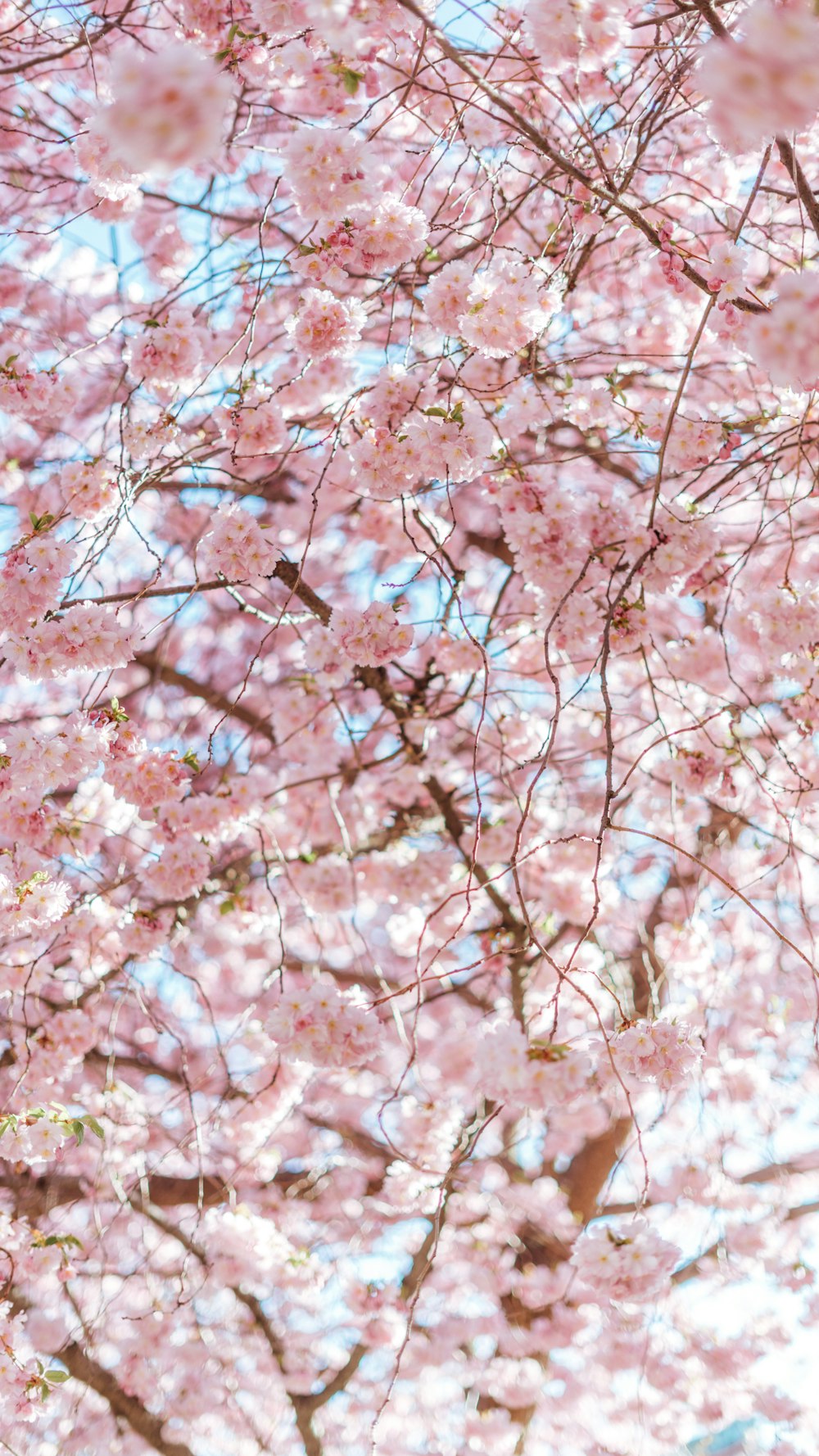 a close up of pink flowers