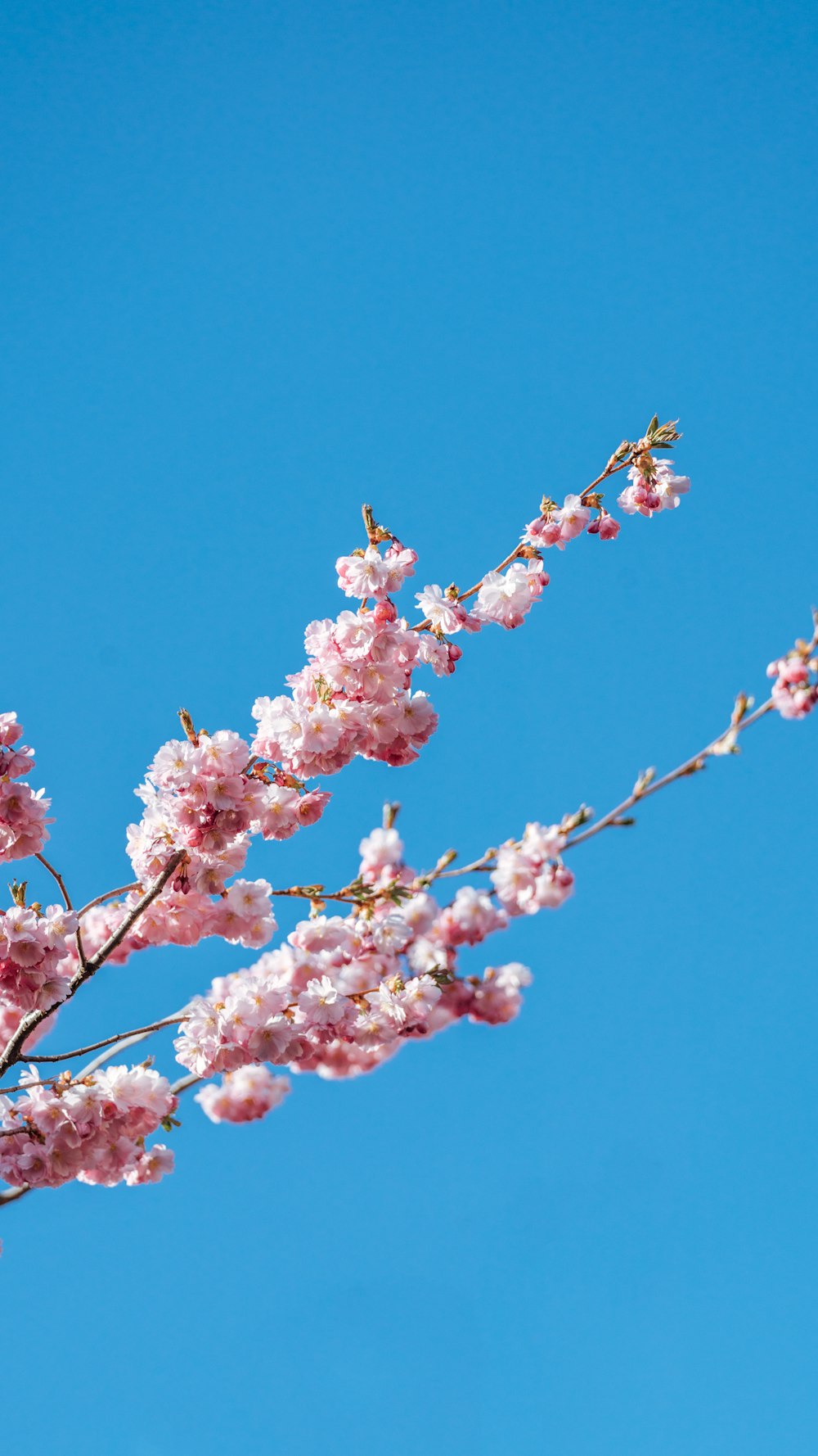 a tree with pink flowers