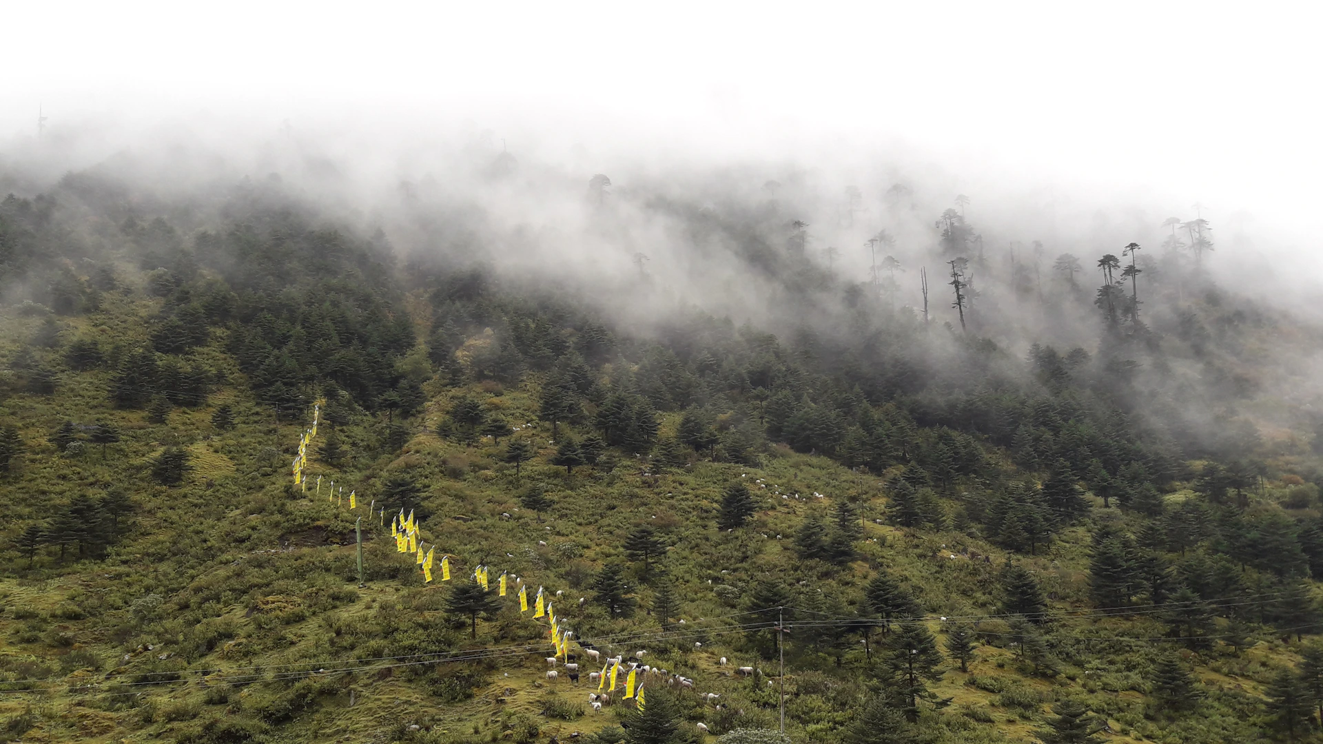 A misty morning in the lush hills of Bandarban, where colorful prayer flags flutter among ancient trees.