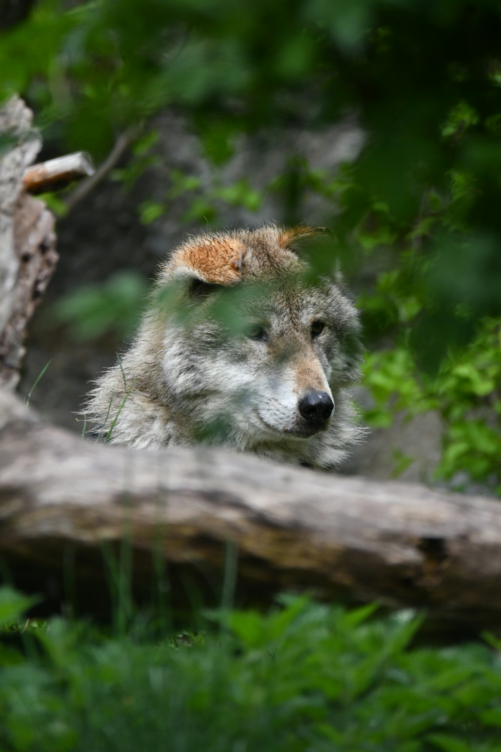 a raccoon on a log