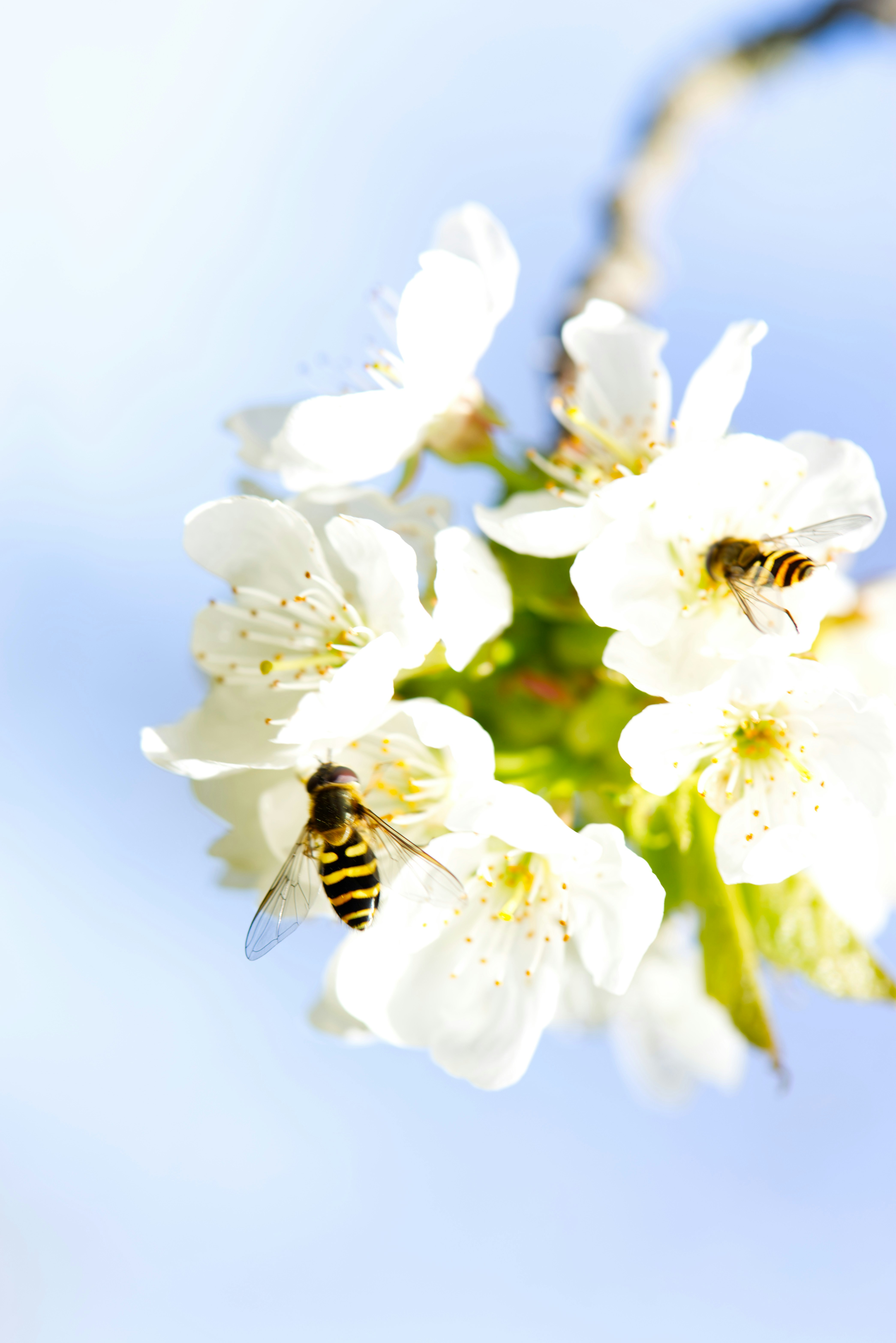 a bee on a white flower