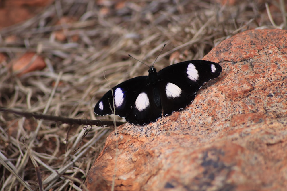 a black and white butterfly on a rock