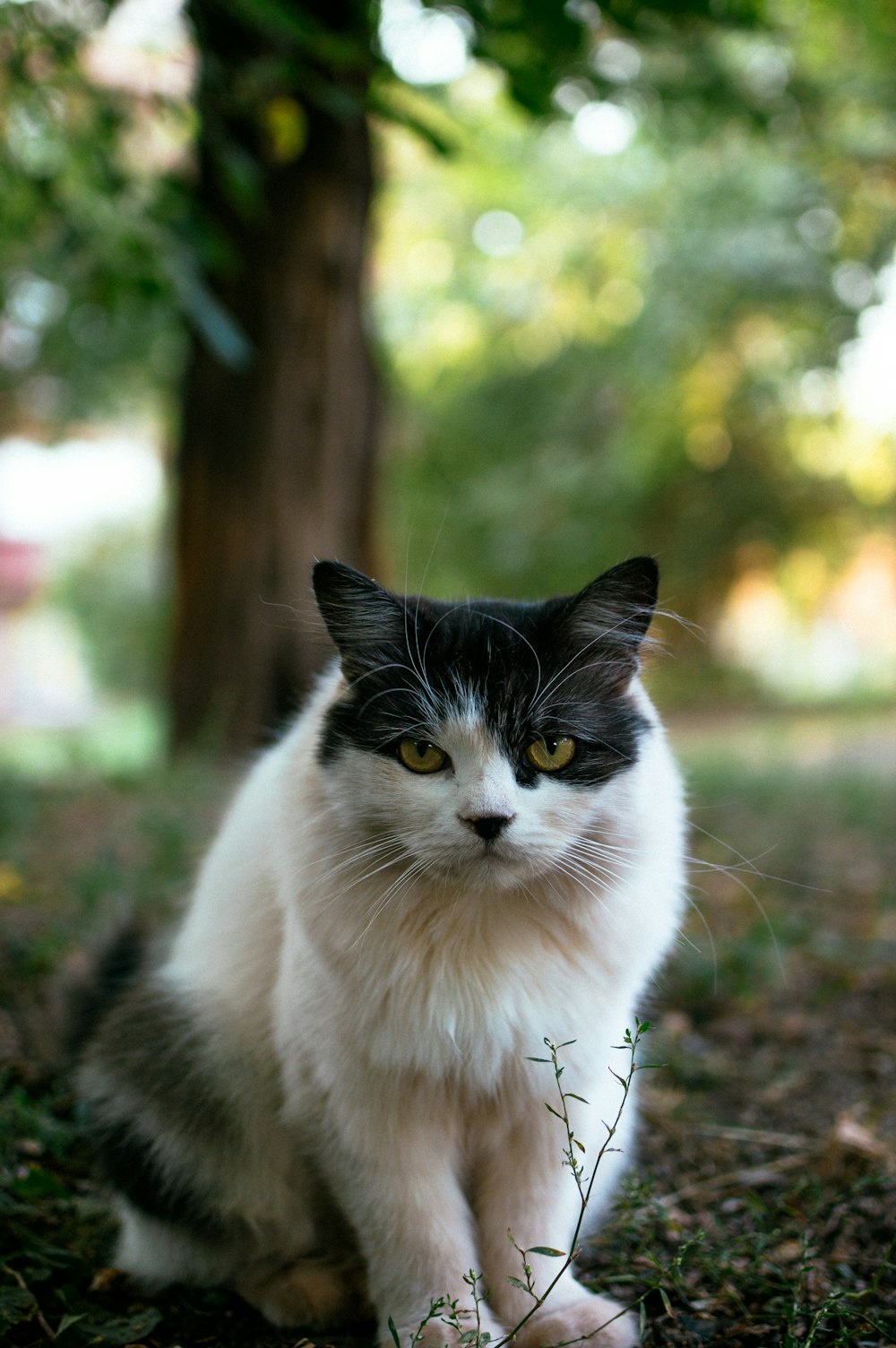 a cat sitting on a tree branch