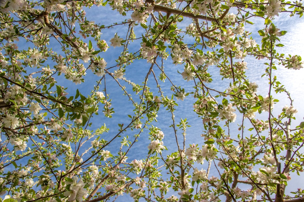 a tree with white flowers