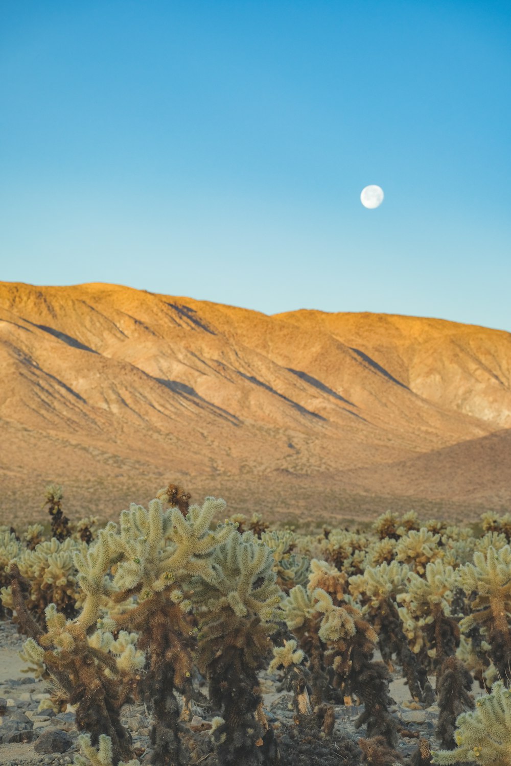 a desert landscape with a moon in the sky