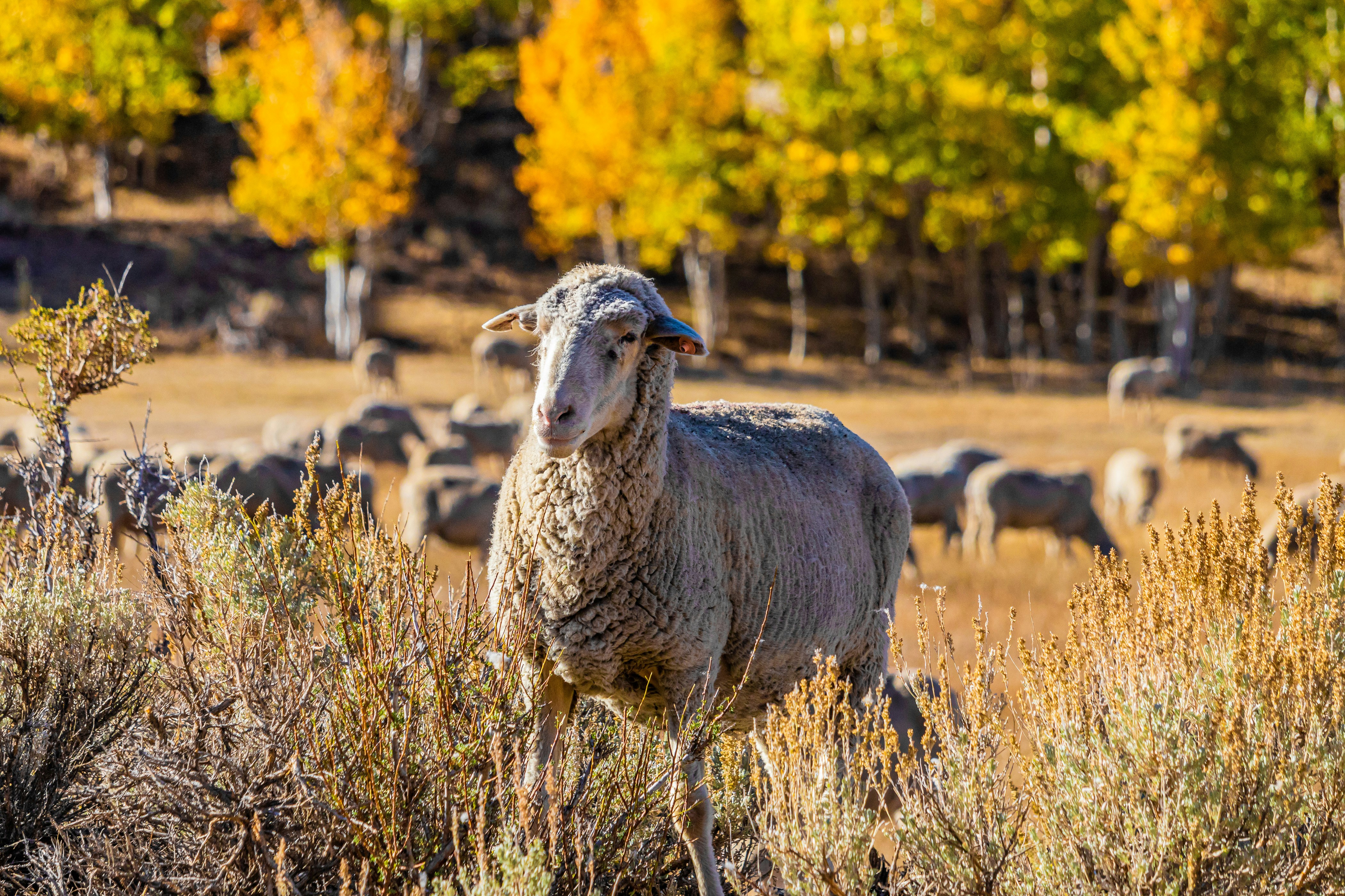 Schaap met kudde op de achtergrond: als iedereen dezelfde AI-besparing verwacht, is dat nog geen bewijs dat het verstandig is