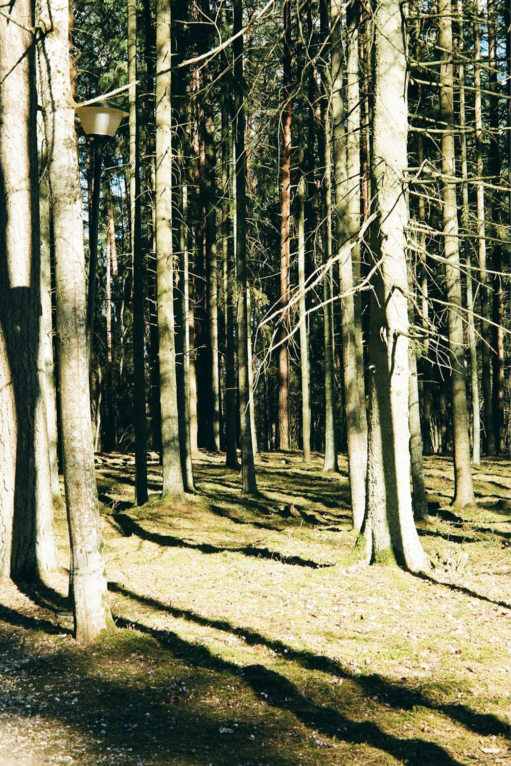 a forest of trees