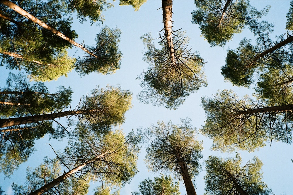 looking up at trees and blue sky