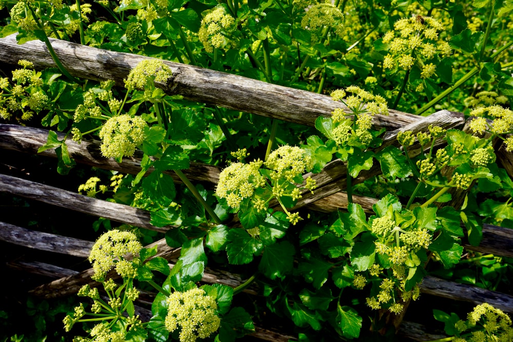 a tree with green leaves