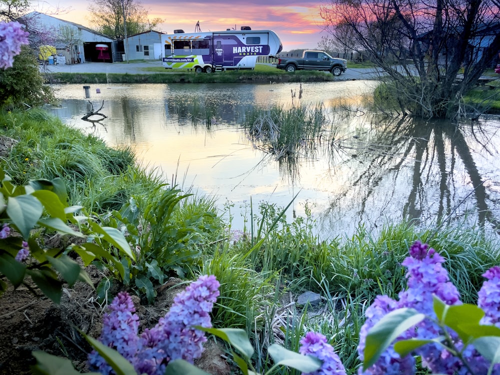 a body of water with flowers and a truck in the background
