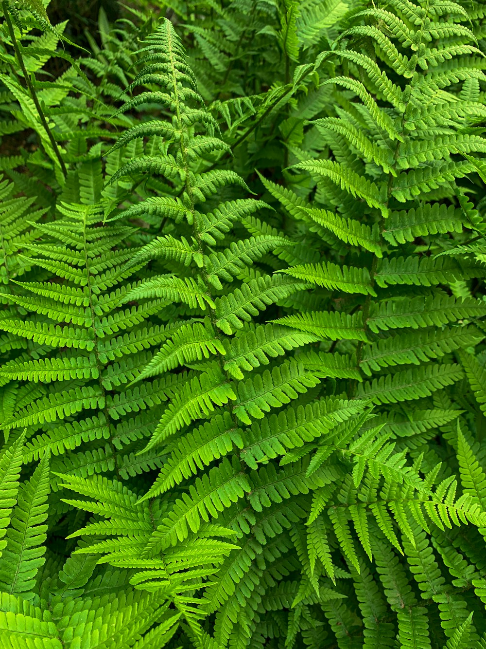 a close up of some leaves with Banaue Rice Terraces in the background