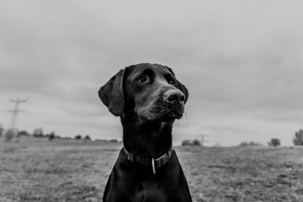 Cane nero seduto con sguardo gentile