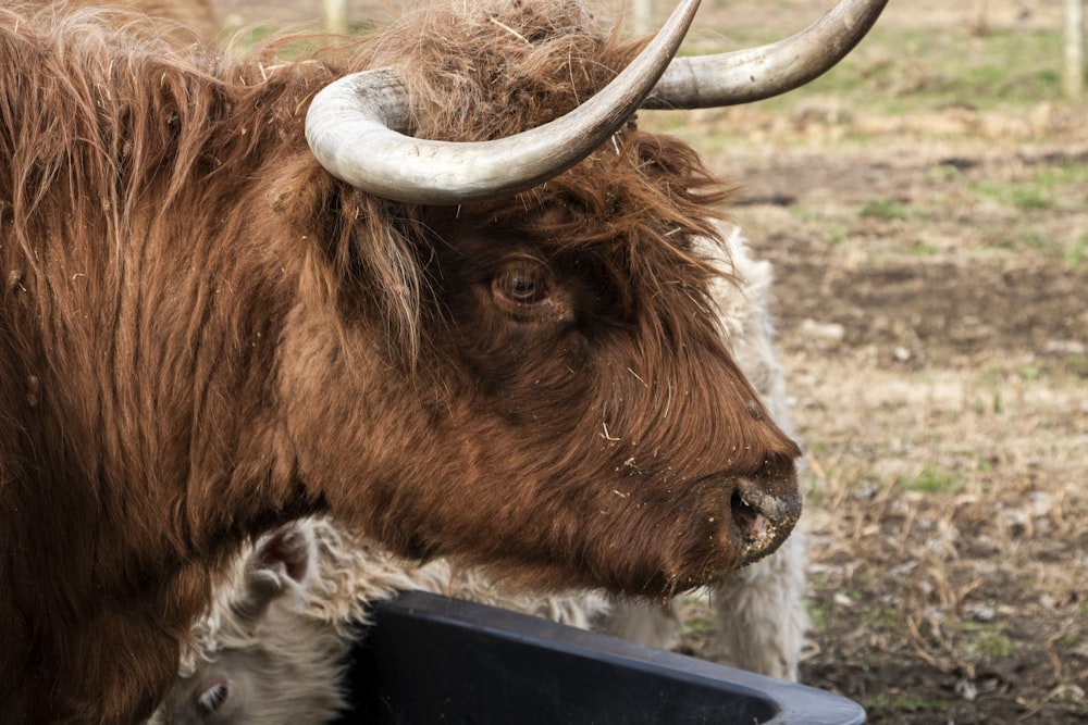 a cow with horns