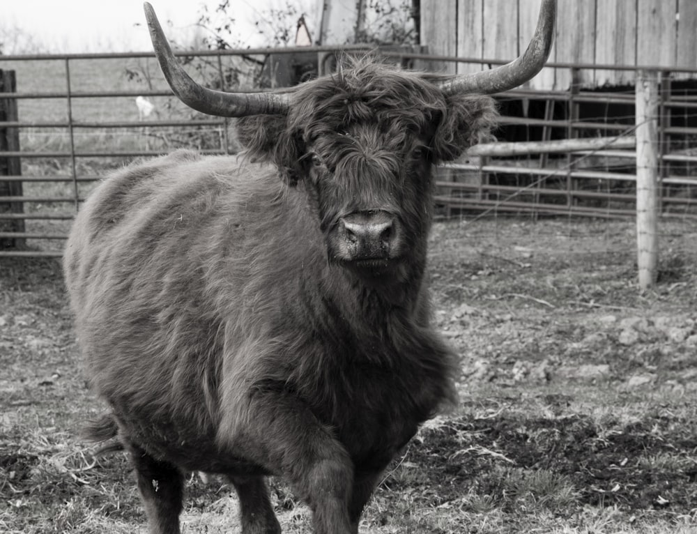 a large black bull
