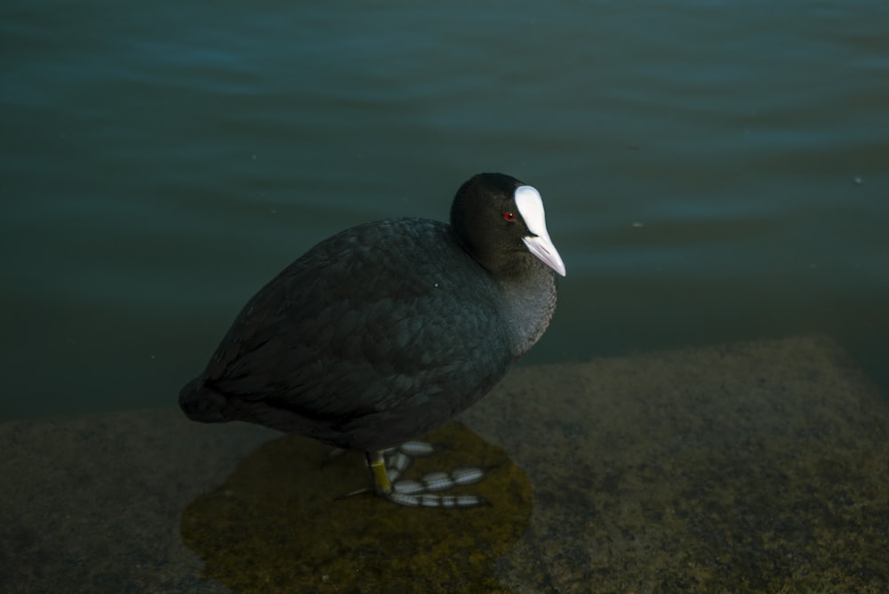 a bird standing on a rock