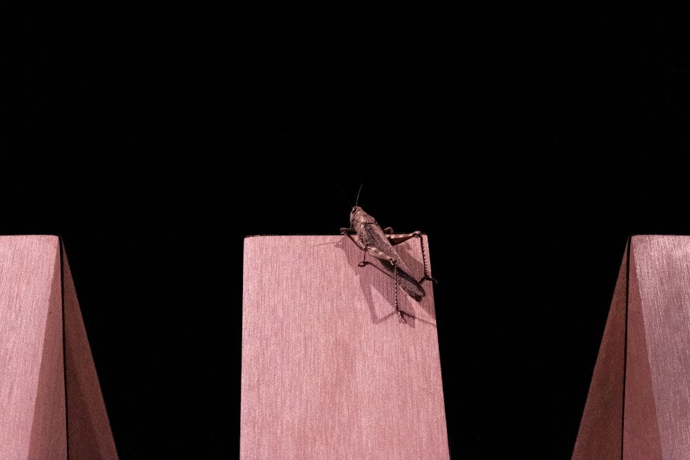 a bug on a wood post
