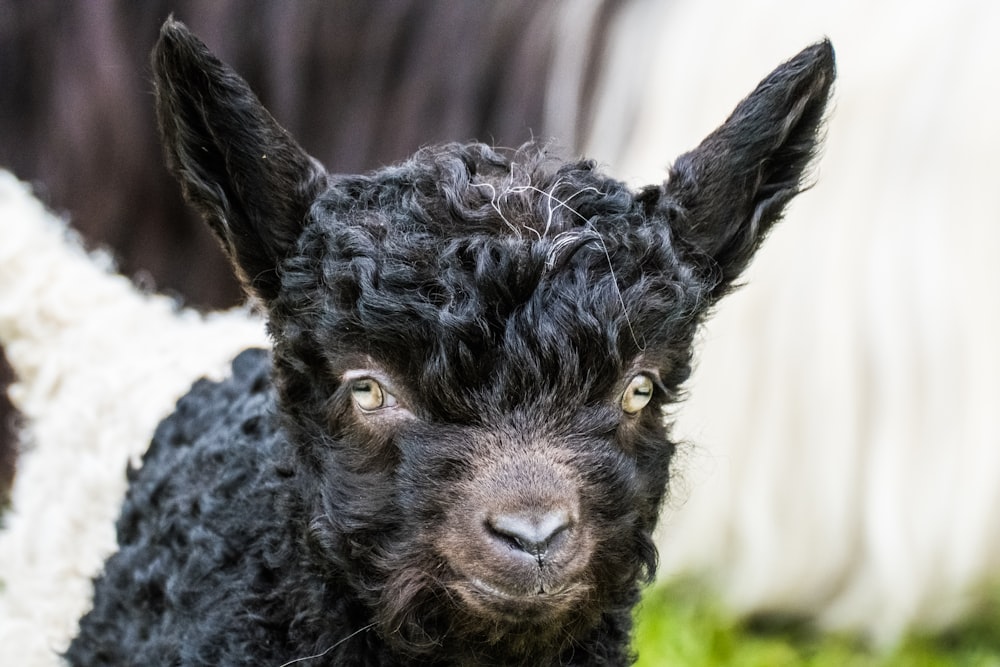 a black goat with yellow eyes