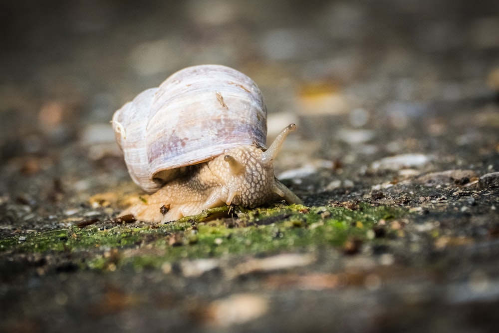 a snail on the ground