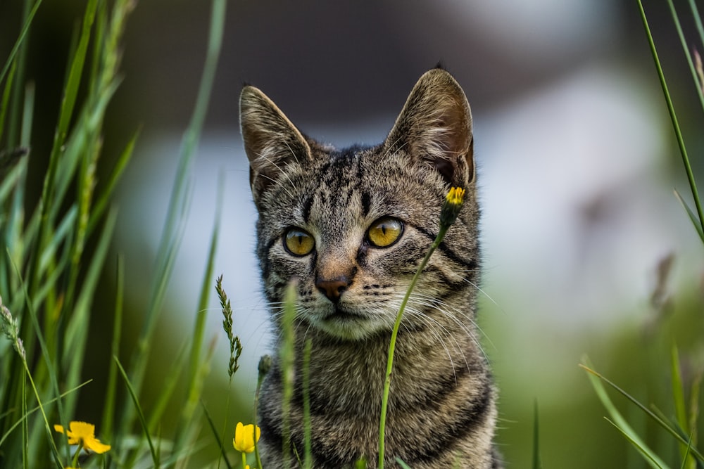 a cat in the grass
