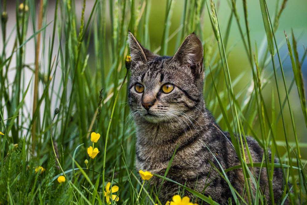 a cat sitting in the grass