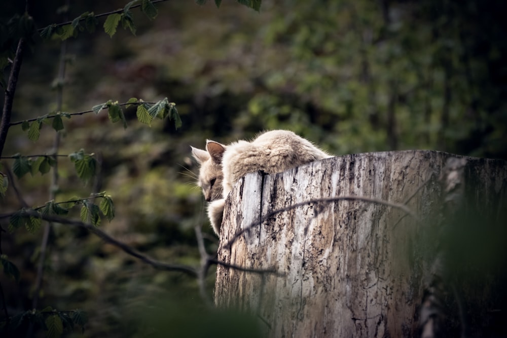 a cat sitting on a tree stump