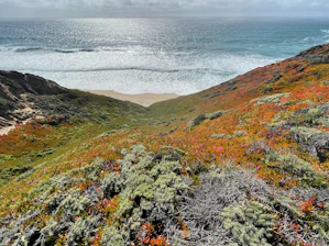 Volunteers planting native coastal plants together to restore a vibrant shoreline habitat.