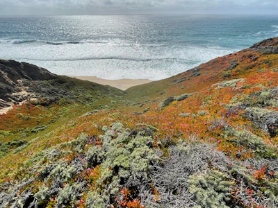 Volunteers planting native coastal plants together to restore a vibrant shoreline habitat.