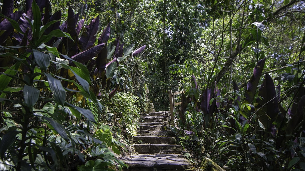 a staircase in a forest