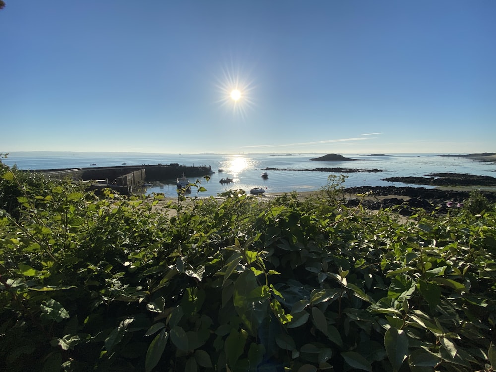 a beach with plants and water