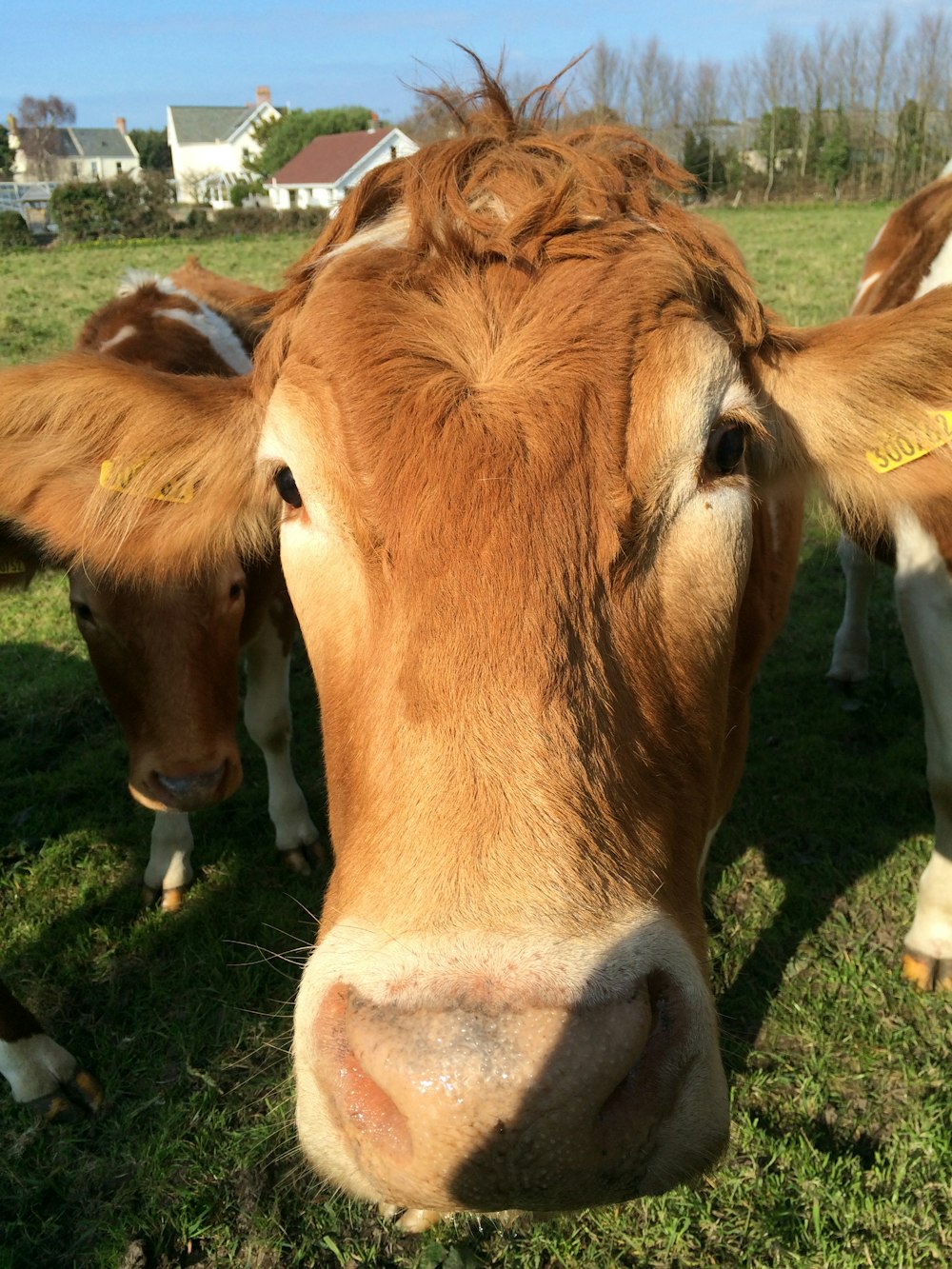 a group of cows stand in a grassy field