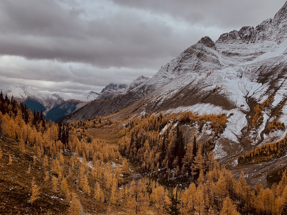 a mountain with trees and snow