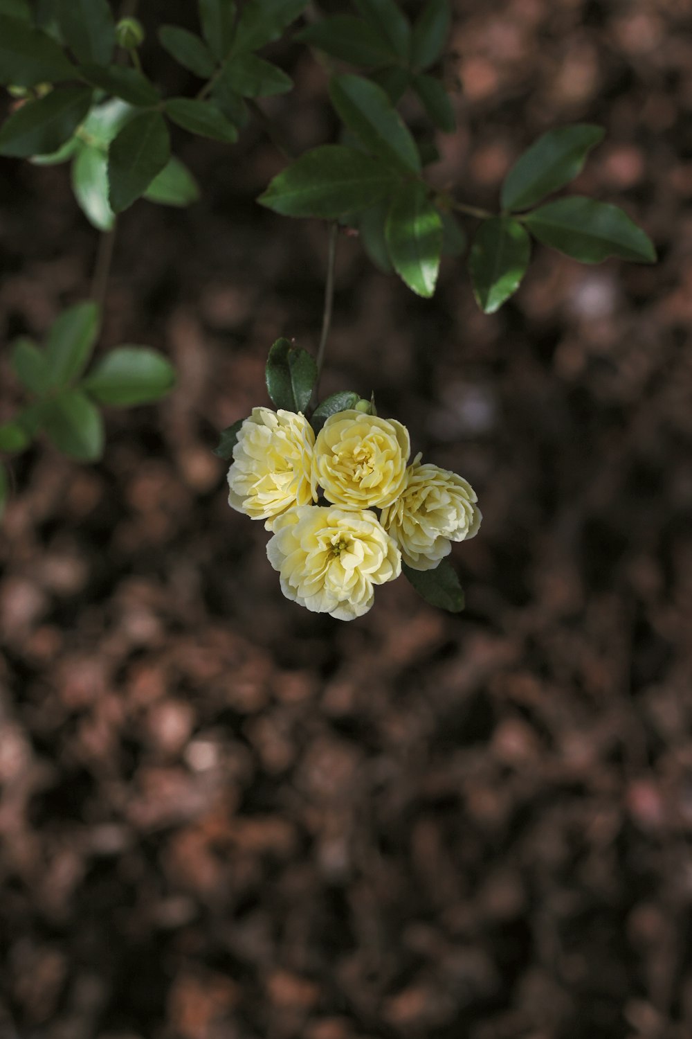 a close up of a flower