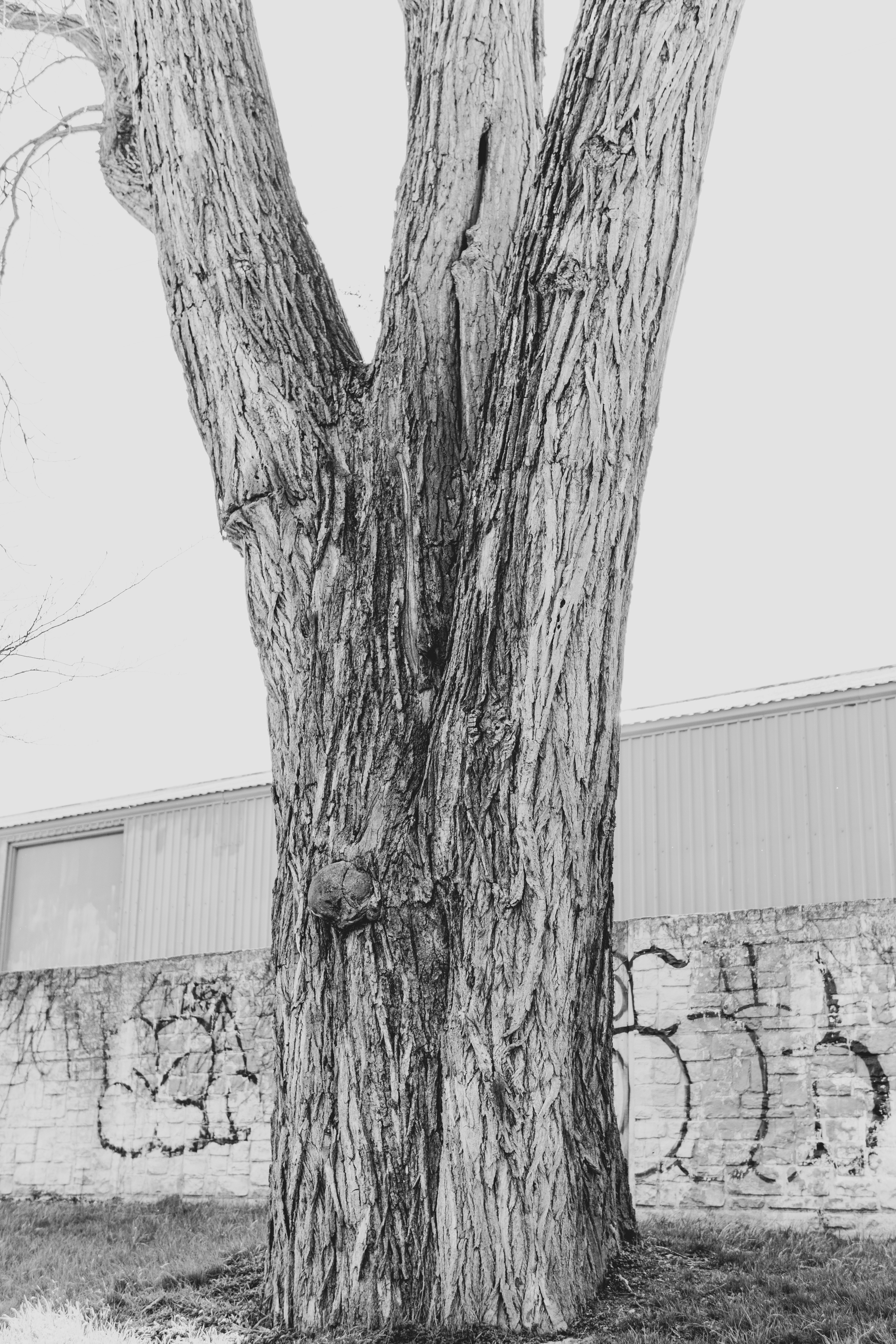 Un árbol con un tronco grande foto – Imagen de Arte gratuita en Unsplash, image size:3000x4500