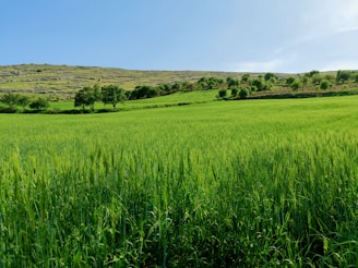 a field of green grass