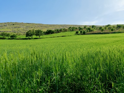 a field of green grass