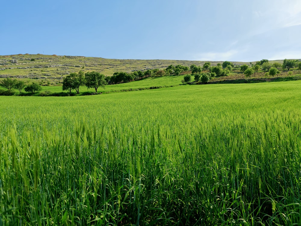 a field of green grass