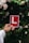 A hand is holding a red learner driver sign with a prominent white 'L' in front of a background of lush green foliage and blooming flowers.