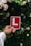 A hand is holding a red learner driver sign with a prominent white 'L' in front of a background of lush green foliage and blooming flowers.